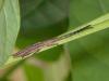 Tetraglenes hirticornis